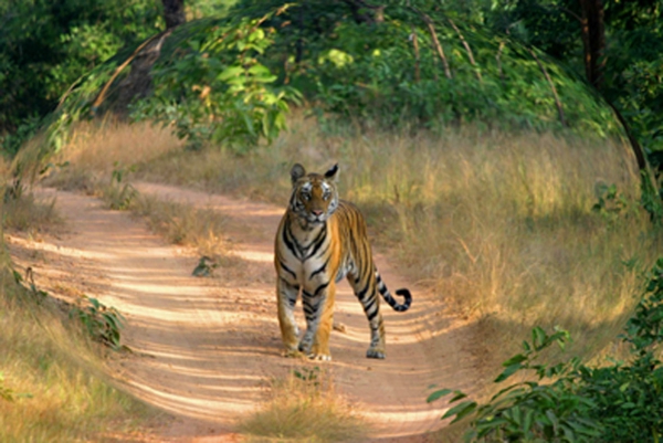 Golden Triangle Tour with Ranthambore National Park