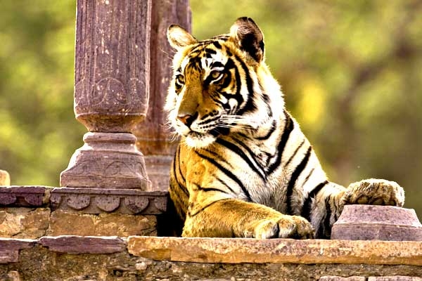 Rajasthan Wildlife Safari Tour Package