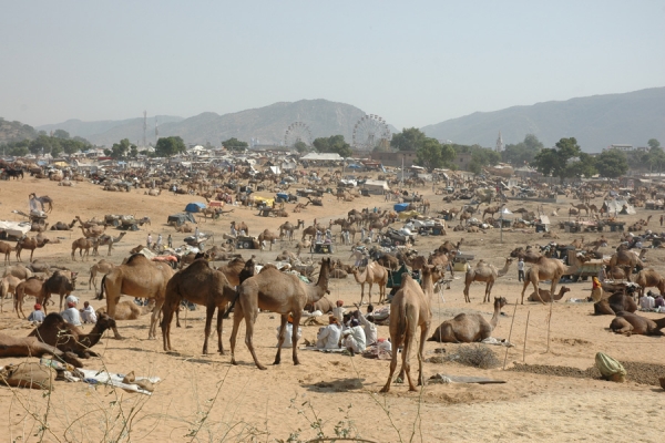 Pushkar Fair with Rajasthan Tour